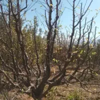 هرس‌کاری‌تخصصی‌باغات