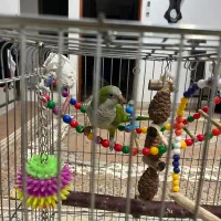 پرنده راهب|پرنده|بندر ماهشهر, |دیوار