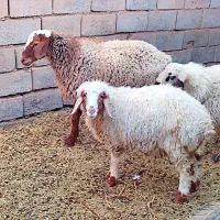 بره نر|حیوانات مزرعه|قائن, |دیوار