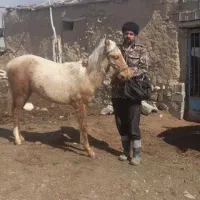 کره اسب نر