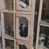 جفت کن کبوتر