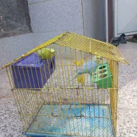 یک‌ جفت‌ مرغ‌ عشق‌ سرحال‌ با قفس قیمت‌ ۴۵۰‌