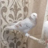 کبوتر هما پاپر