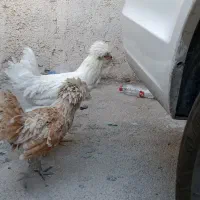 مرغ و خروس سلطان|حیوانات مزرعه|شیراز, گویم|دیوار