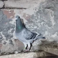 سه جفت کبوتر دوبر|پرنده|اردبیل, |دیوار