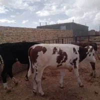 ۸راس گوساله ۶تاسیمیتال۲تادورگ