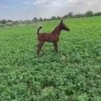 کره عرب مصری نوه کنزالناصر|اسب و تجهیزات اسب‌سواری|شهریار, اسکمان|دیوار