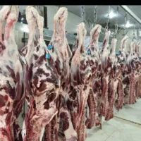 دنبه گوسفندی با جیگر گوسفندی بصورت عمده