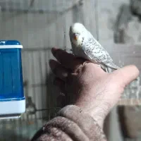 مرغ عشق انگلیسی و معمولی و فنچ