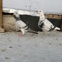 دوعددسوسکی