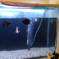 فروش آکواریوم وماهی دو عدد اسکار وسه عدد ماهی پرت