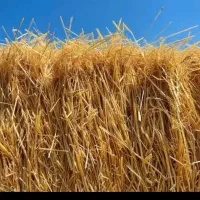 کاه وکلش گندم آبی برداشت امسال