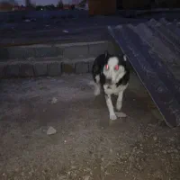 هاسکی خانگی بازیگوش