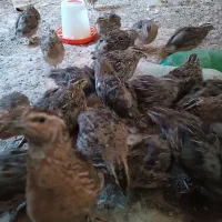 بلدرچین|حیوانات مزرعه|نیمروز, |دیوار