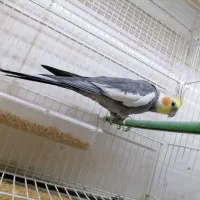 عروس نر، نرگسی، فنچ