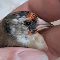 سره دورگ داغسر