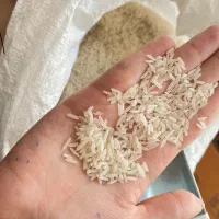 برنج سوزنی درجه یک 270
