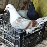 کربلایی|پرنده|آزادشهر, |دیوار