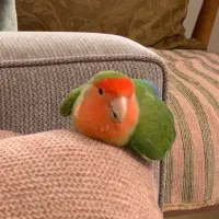 طوطی گم شده لطفا پیدا کنید