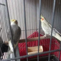 ی جفت عروس هلندی نر و ماده