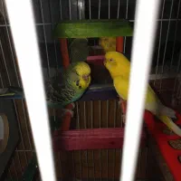 مرغ عشق انگلیسی هلندی سرحال