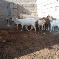 فروش بز سانن|حیوانات مزرعه|خوی, |دیوار