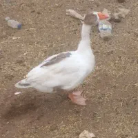 غاز ماده تخمگذار