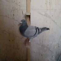 کبوتر گرفتنی|پرنده|شیراز, نصر|دیوار