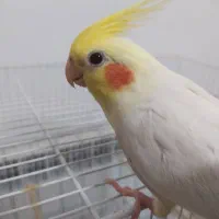 عروس هلندی|پرنده|قم, نیروگاه|دیوار