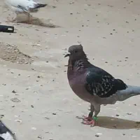 کبوتر|پرنده|میبد, |دیوار