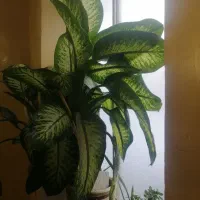 گل دیفن باخیا