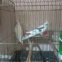 معاوضه عروس هلندی