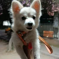 سگ خیلی با تربیت حرف گوش کن بازی گوشی