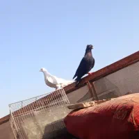 کفتر|پرنده|اهواز, معین زاده|دیوار