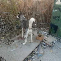 هاسکی نر|سگ|چهاردانگه (تهران), |دیوار