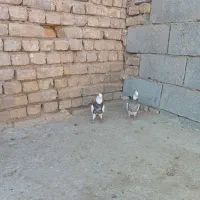 کفتر طوقی نقش