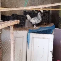 مرغ و خروس سبرایت