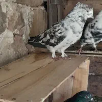 پرشی و یاهو|پرنده|قم, نخودی|دیوار