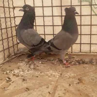 کبوتر پرش سنگین|پرنده|خرمدره, |دیوار