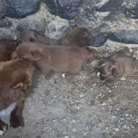 سگ پاکوتاه