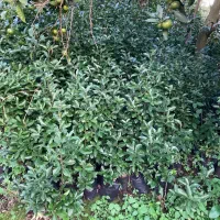 شمشاد سبز|گل و گیاه طبیعی|واجارگاه, |دیوار