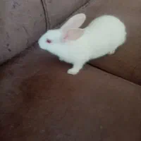 بچه خرگوش دوماهه