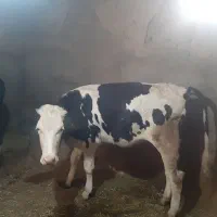 گاو گوساله ماده|حیوانات مزرعه|سارال, |دیوار