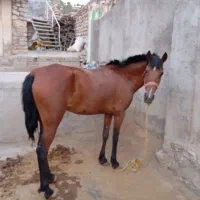 مادیان اصیل کرد