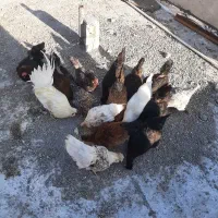 مرغ تخمگذار