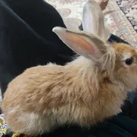 خرگوش نرنژادانگورا