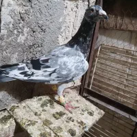 کبوتر پرنده بشرط|پرنده|الوند, |دیوار