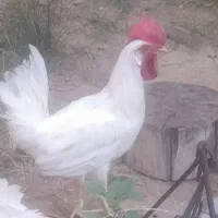 خروس جوان و سالم ۵۰۰،۰۰۰تومان