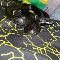 اکواریوم خزنده|خزنده|تهران, پونک|دیوار