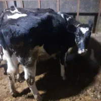 سه راس گوساله